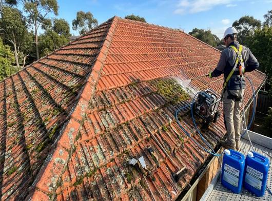 Moss & Lichen Treatment